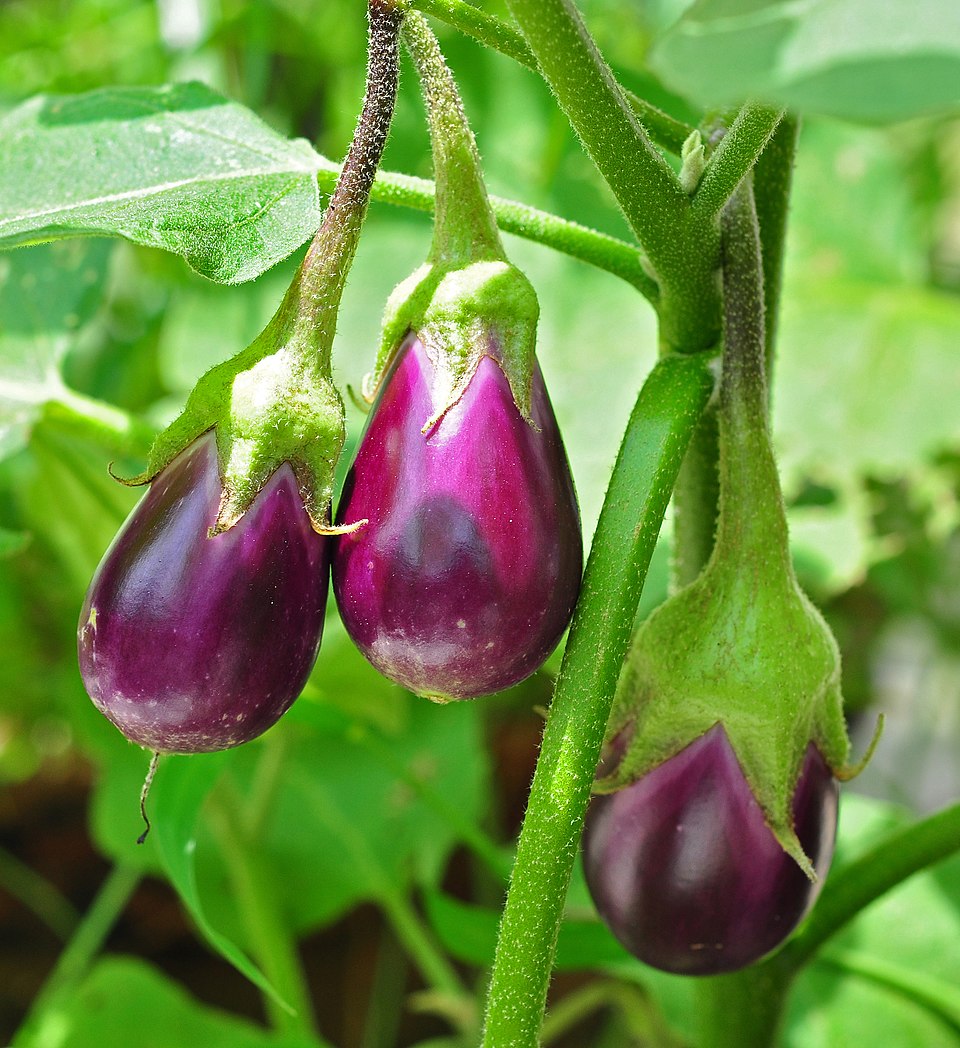 Plant d'Aubergine
